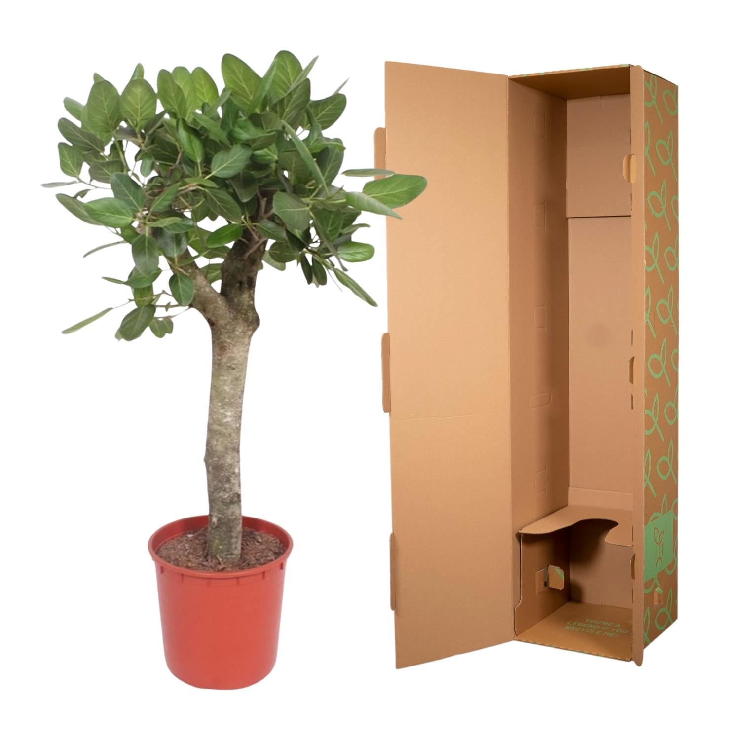 Banyanboom (Ficus benghalensis) 150 cm hoog, pot ø30 cm