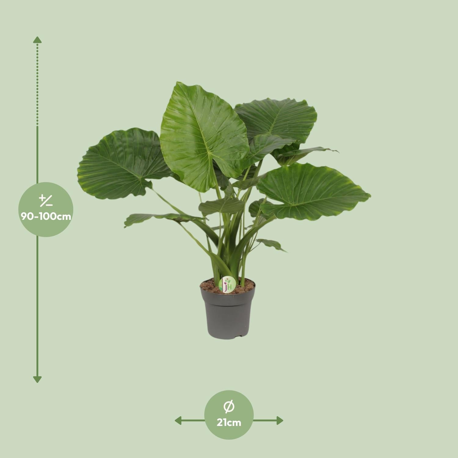 Alocasia Gageana California (olifantsoor) 80 cm hoog, pot ø21 cm