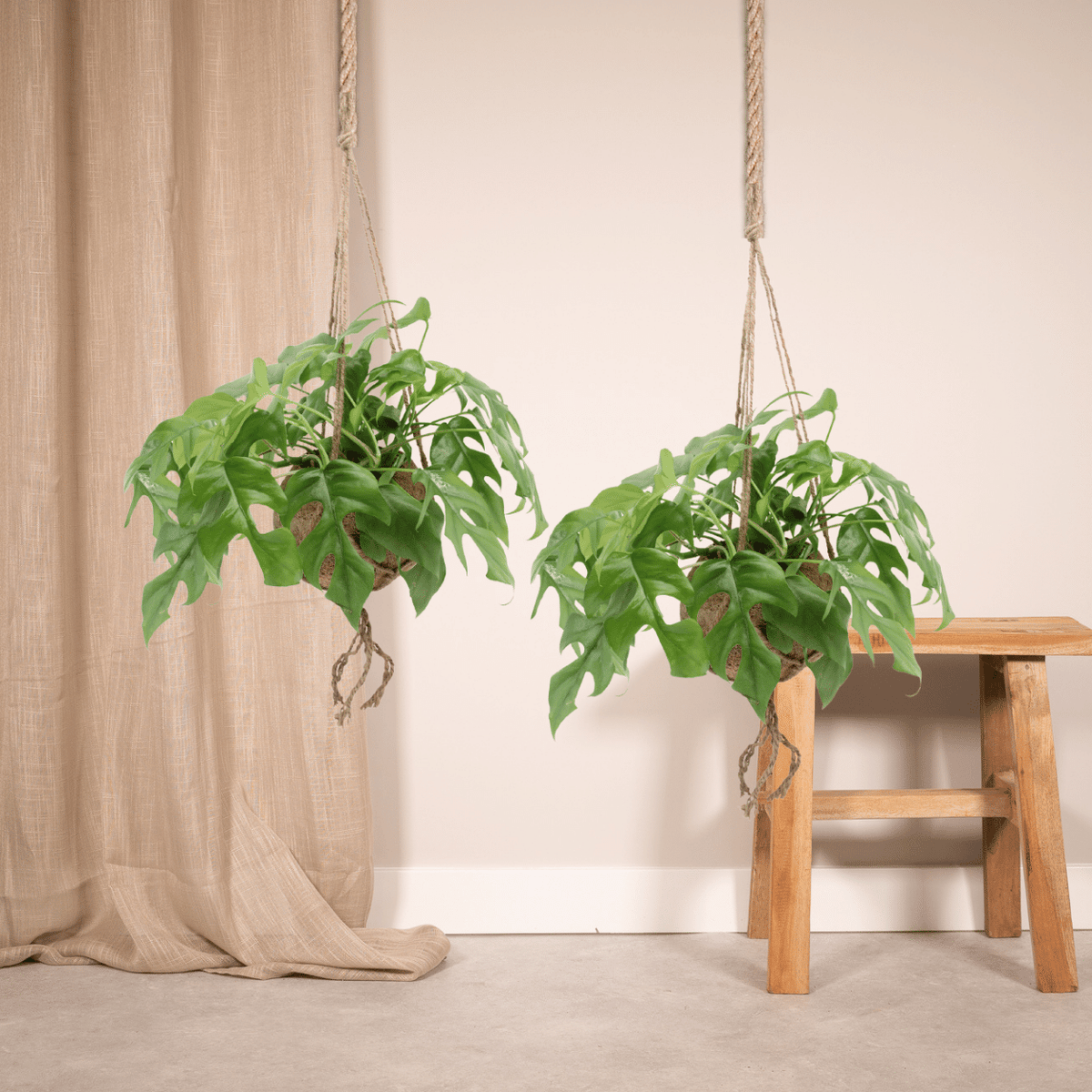 Monstera minima w wiszącej kokedamie