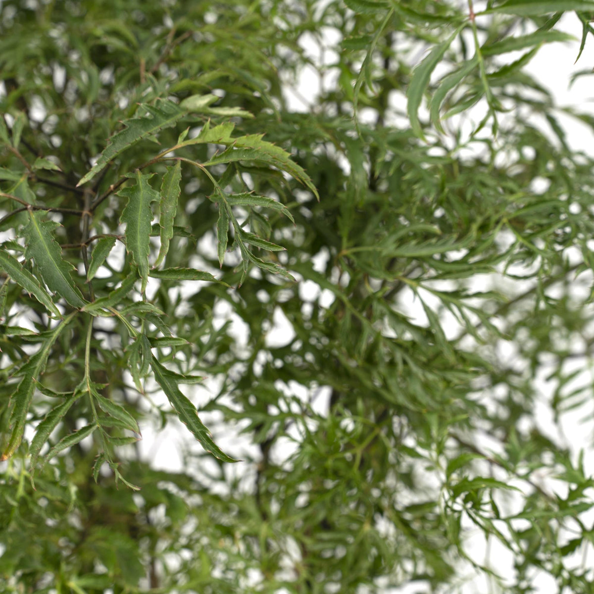 Aralia 75 cm hög, kruka ø21 cm