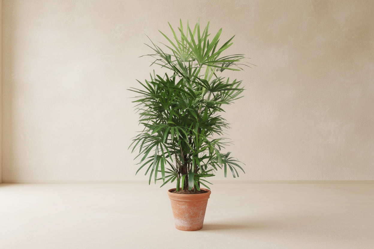 Rhapis Excelsa plant in a pot with lush, fan-shaped green leaves.