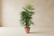 Rhapis excelsa (Bambou) à 190cm — XXLplant