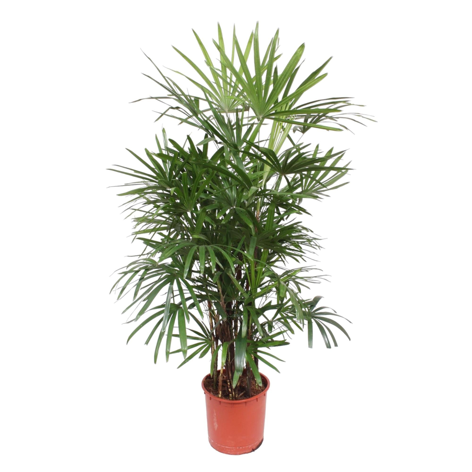 Rhapis Excelsa - XXLplant