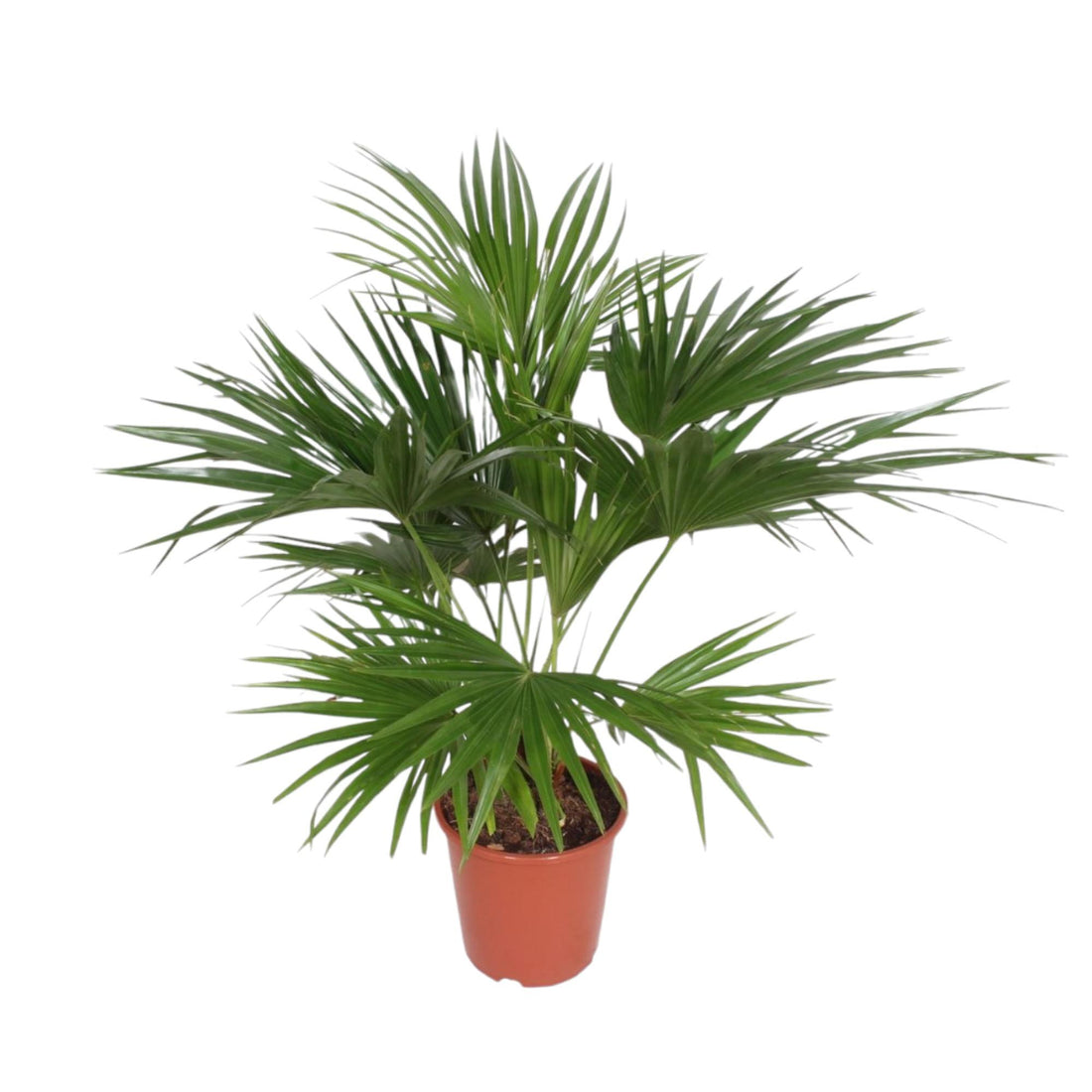 Livistona Chinensis - XXLplant