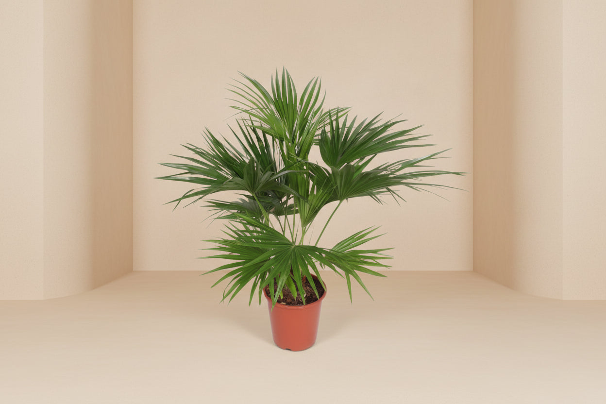 Livistona Chinensis plant with large, fan-like green leaves in a pot.