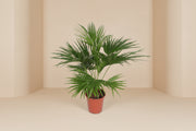 Livistona chinensis (Waaierpalm) op 150cm — XXLplant