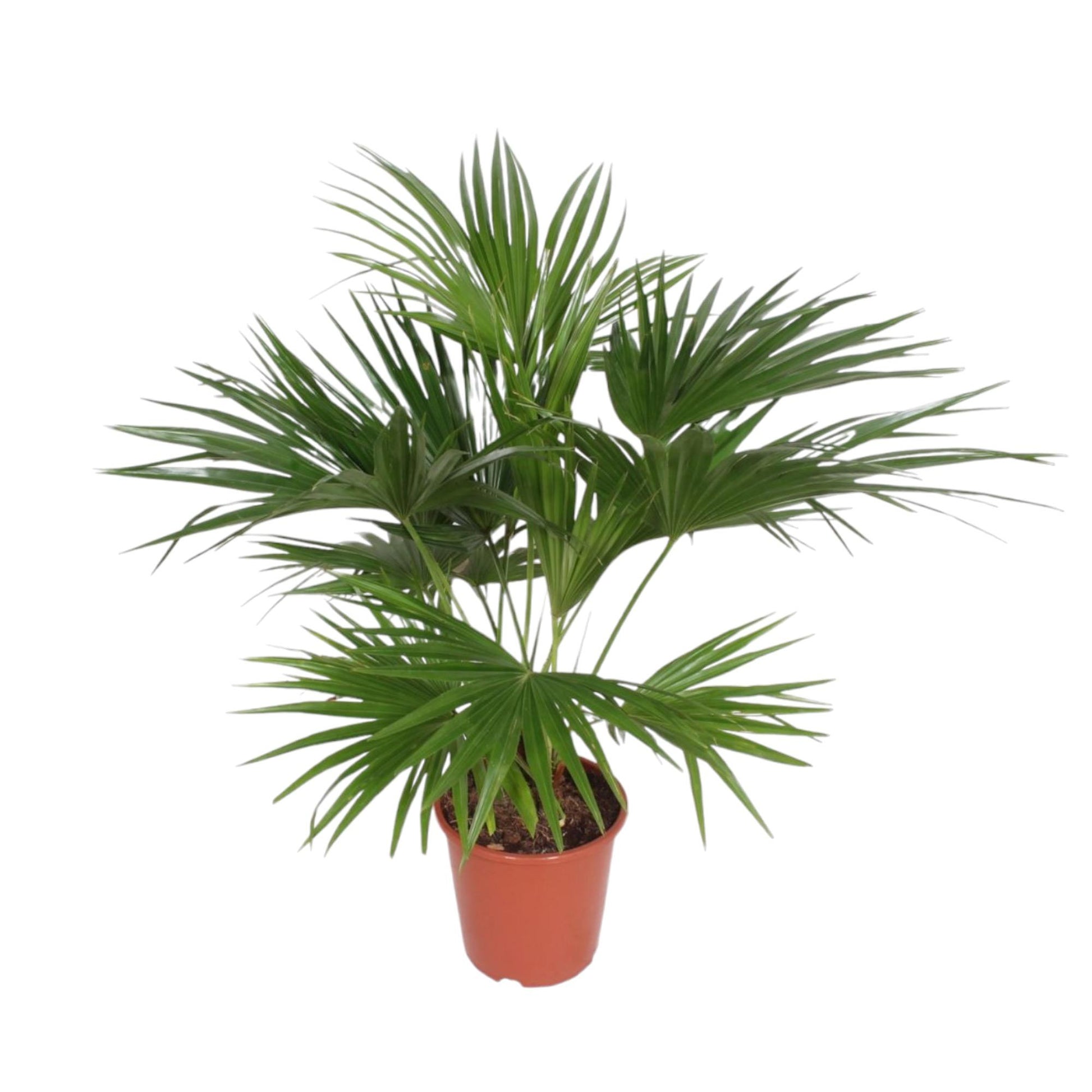 Livistona Chinensis - XXLplant