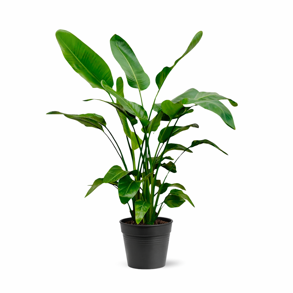 Strelitzia Nicolai Ø24 150cm - ø24