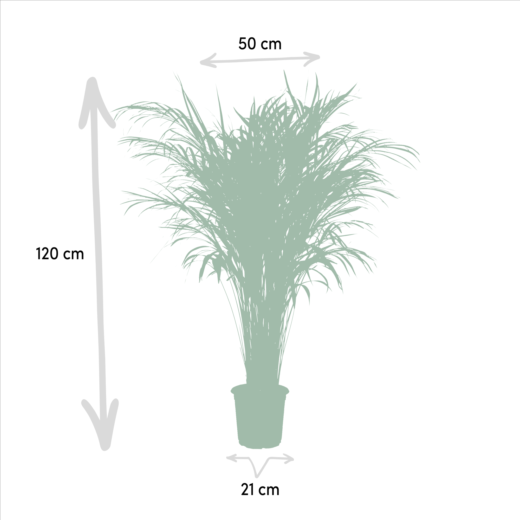 Areca palme
