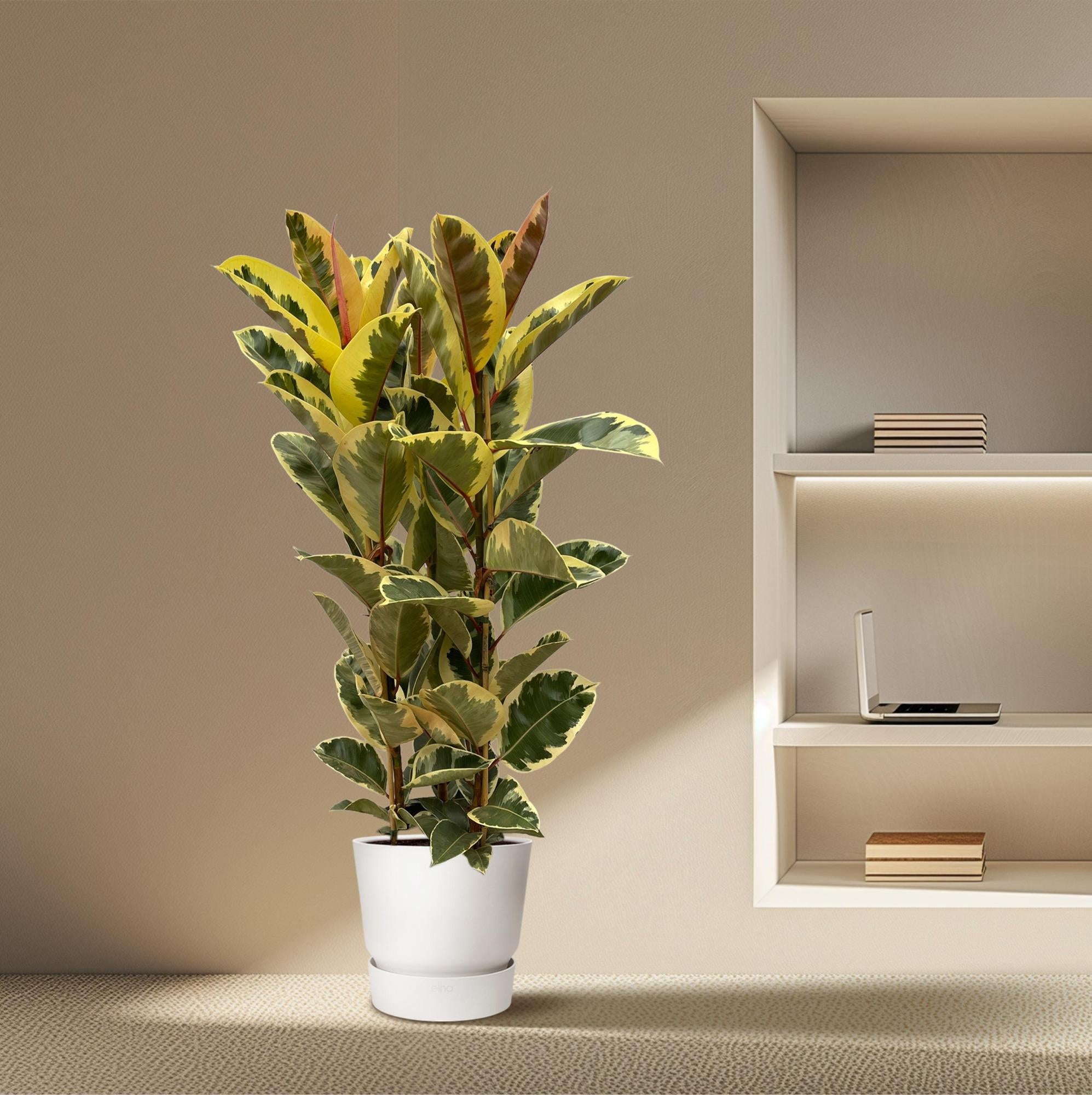Ficus Elastica Tineke (rubberboom struik) 140 cm hoog, pot ø28 cm