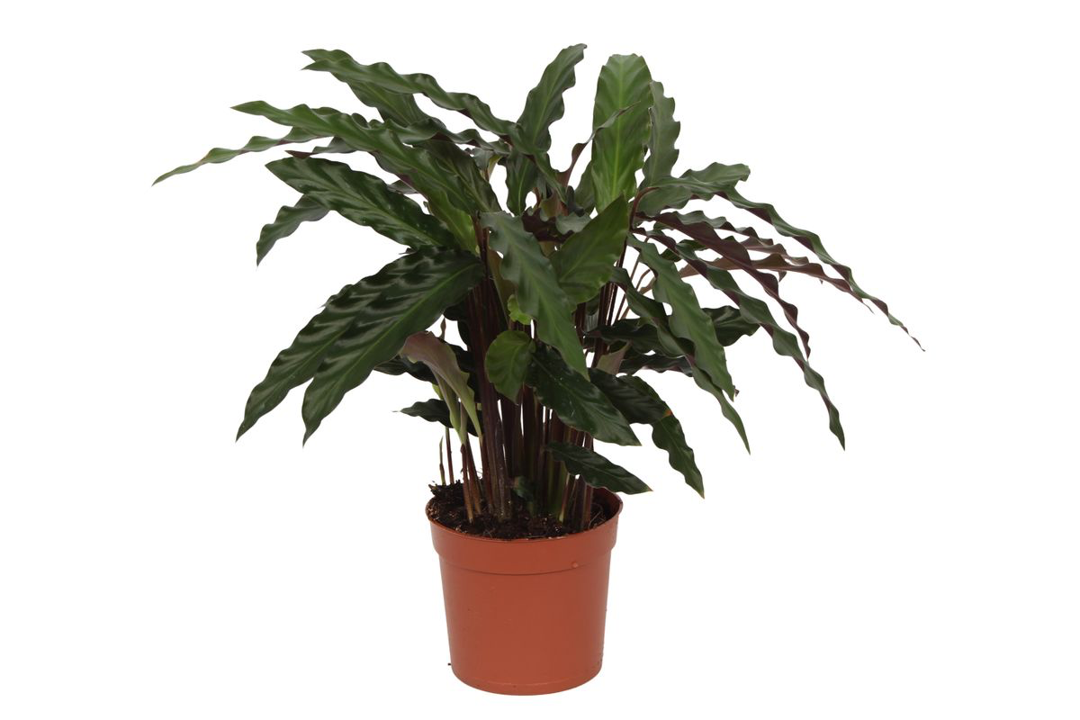 Calathea Elgergrass Ø 70cm - ø17