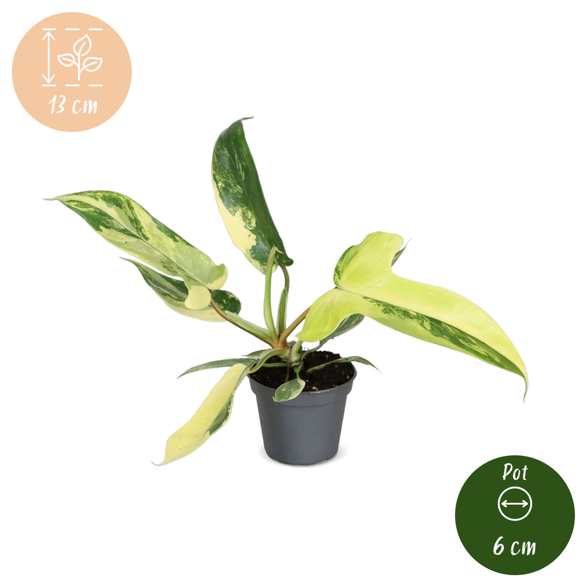 Philodendron 'Florida Beauty'