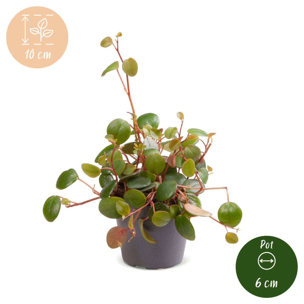 Peperomia 'Pepperspot' 10 cm tall, pot ø6 cm