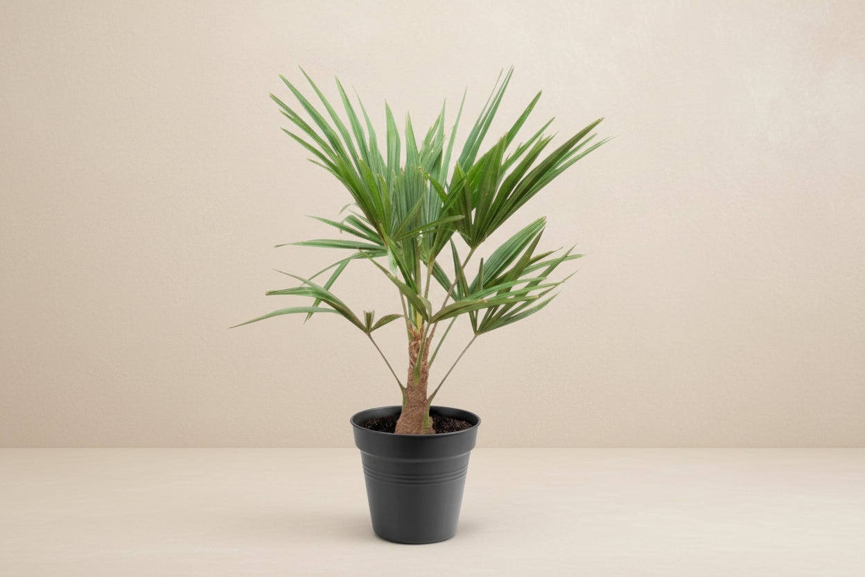 Trachycarpus Fortunei 90-100cm ø21