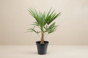 Waaierpalm op 85cm — XXLplant
