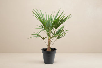 Trachycarpus Fortunei