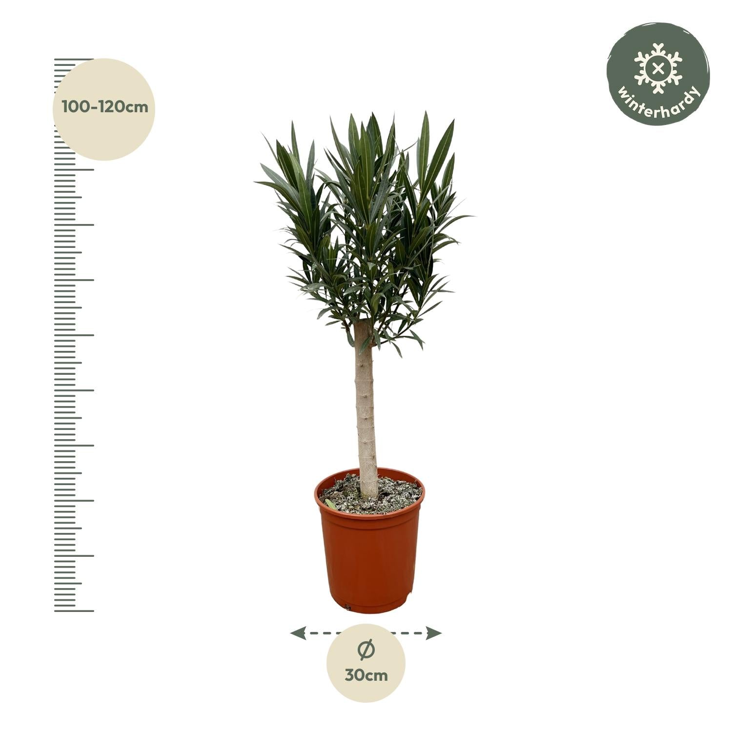 Oleander op stam rode bloem (Nerium oleander) 110 cm hoog, pot ø22 cm