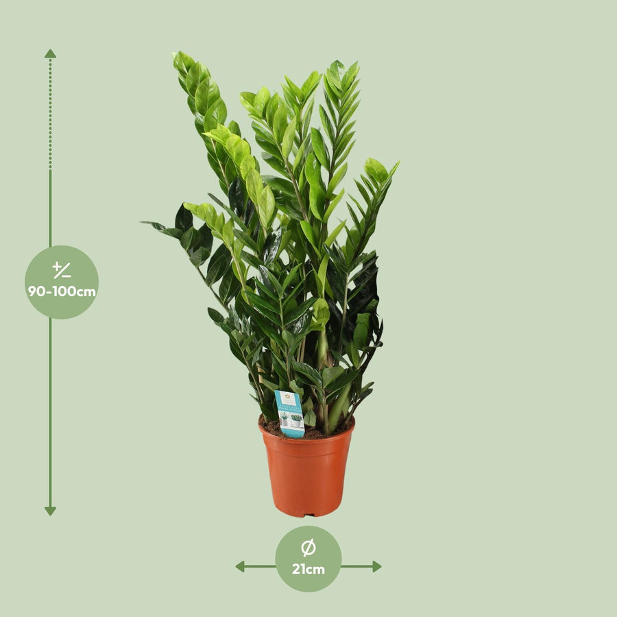 Zamiokulkas (Zamioculcas zamiifolia) 95 cm wysokości, doniczka ø21 cm