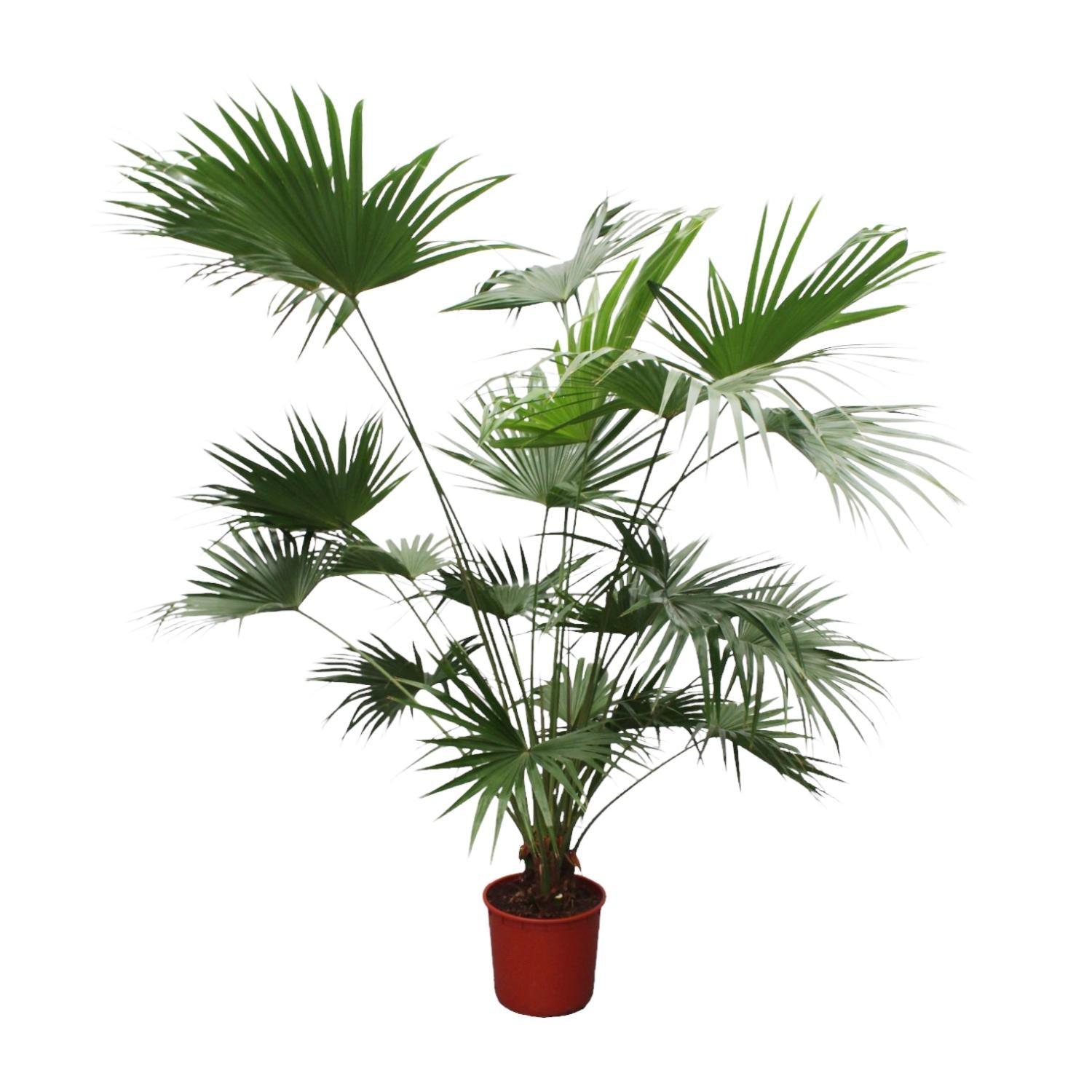 Livistona Chinensis - XXLplant