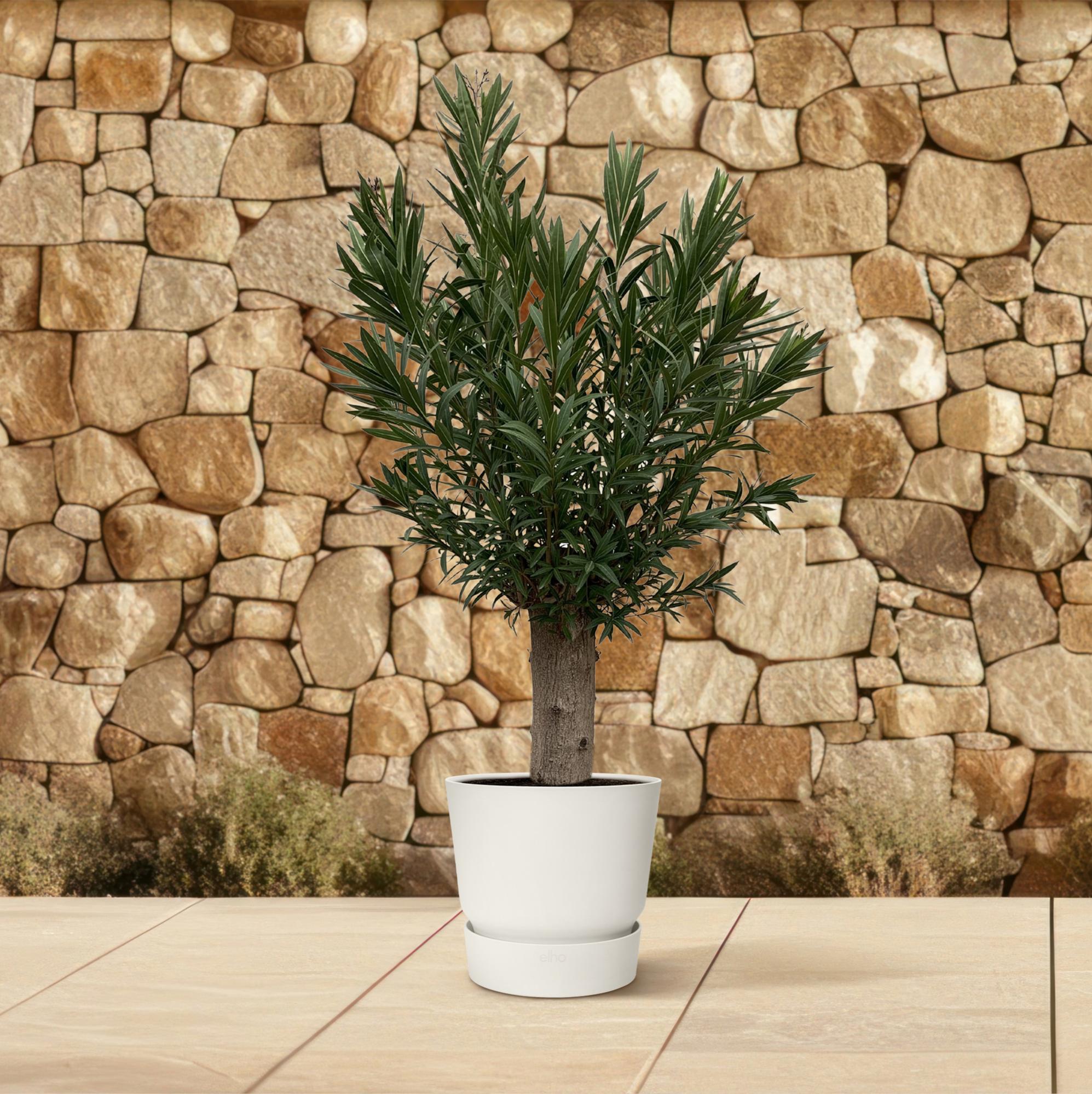 Nerium oleander op stam (oleander) 190 cm hoog, pot ø45 cm