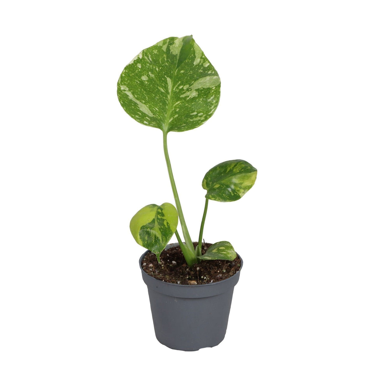 Gatenplant (Monstera deliciosa 'Electro Light')
