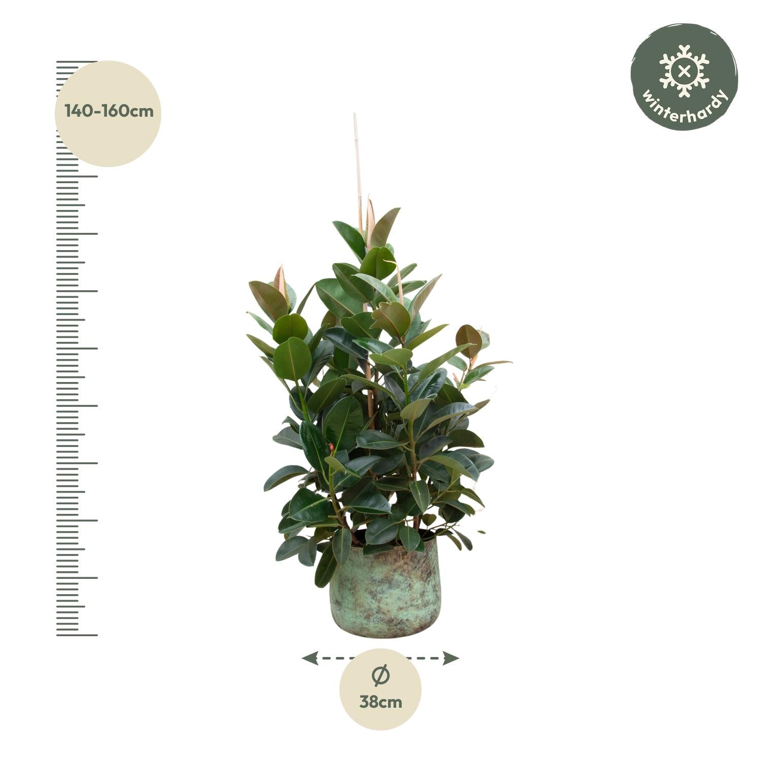 Rubberboom vertakt (Ficus elastica Robusta) 150 cm hoog, pot ø38 cm