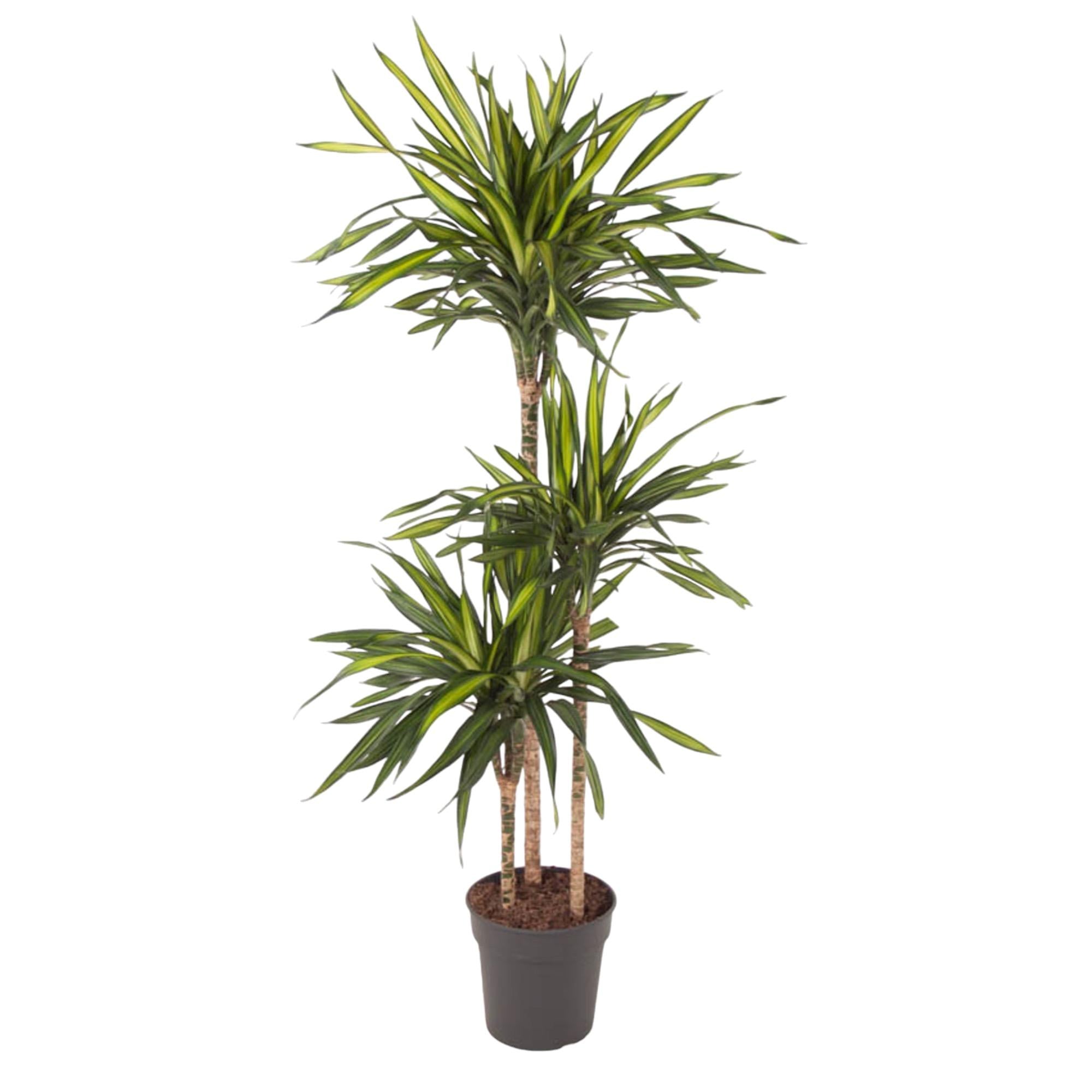 Dracaena Riki (drakenbloedboom) 140 cm hoog, pot ø24 cm