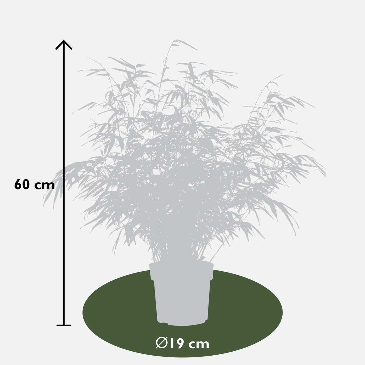 Ikke-spredende bambus , 4 planter på 60 cm