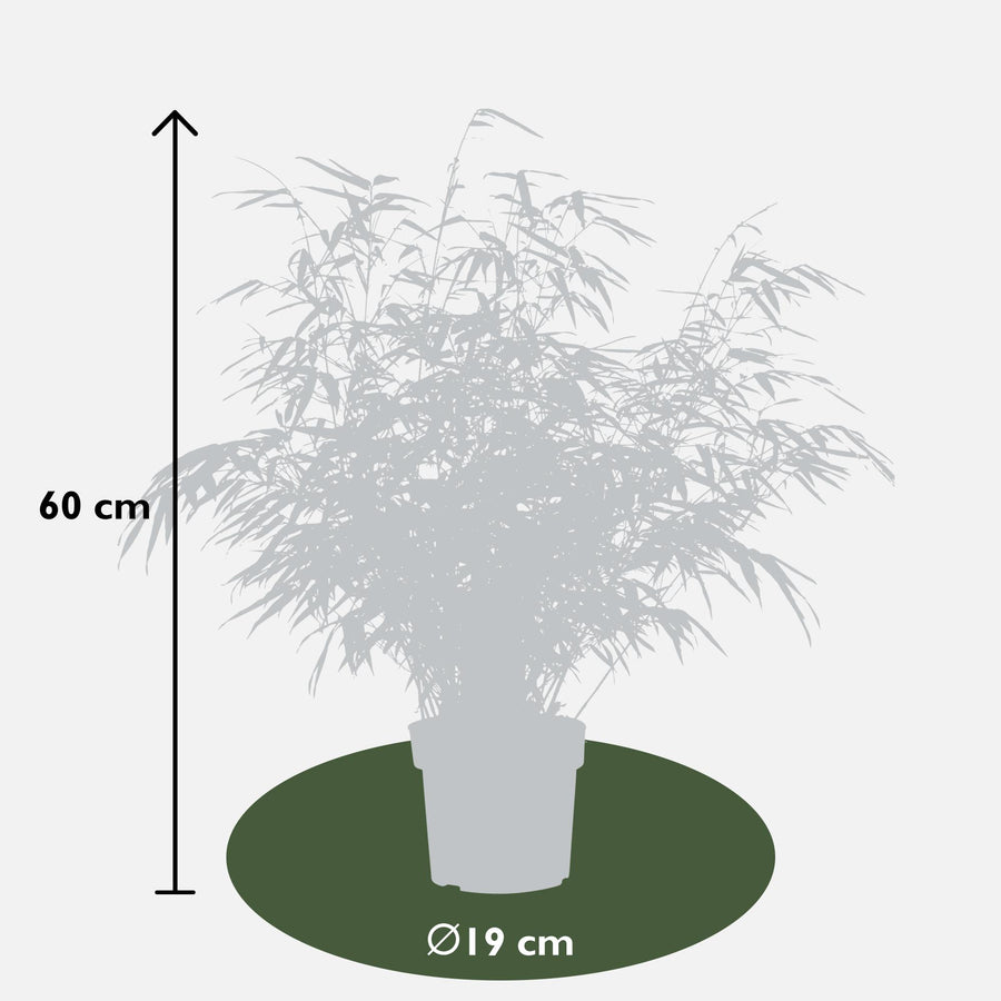 Ikke-spredende bambus (Fargesia rufa), 4 planter på 60 cm