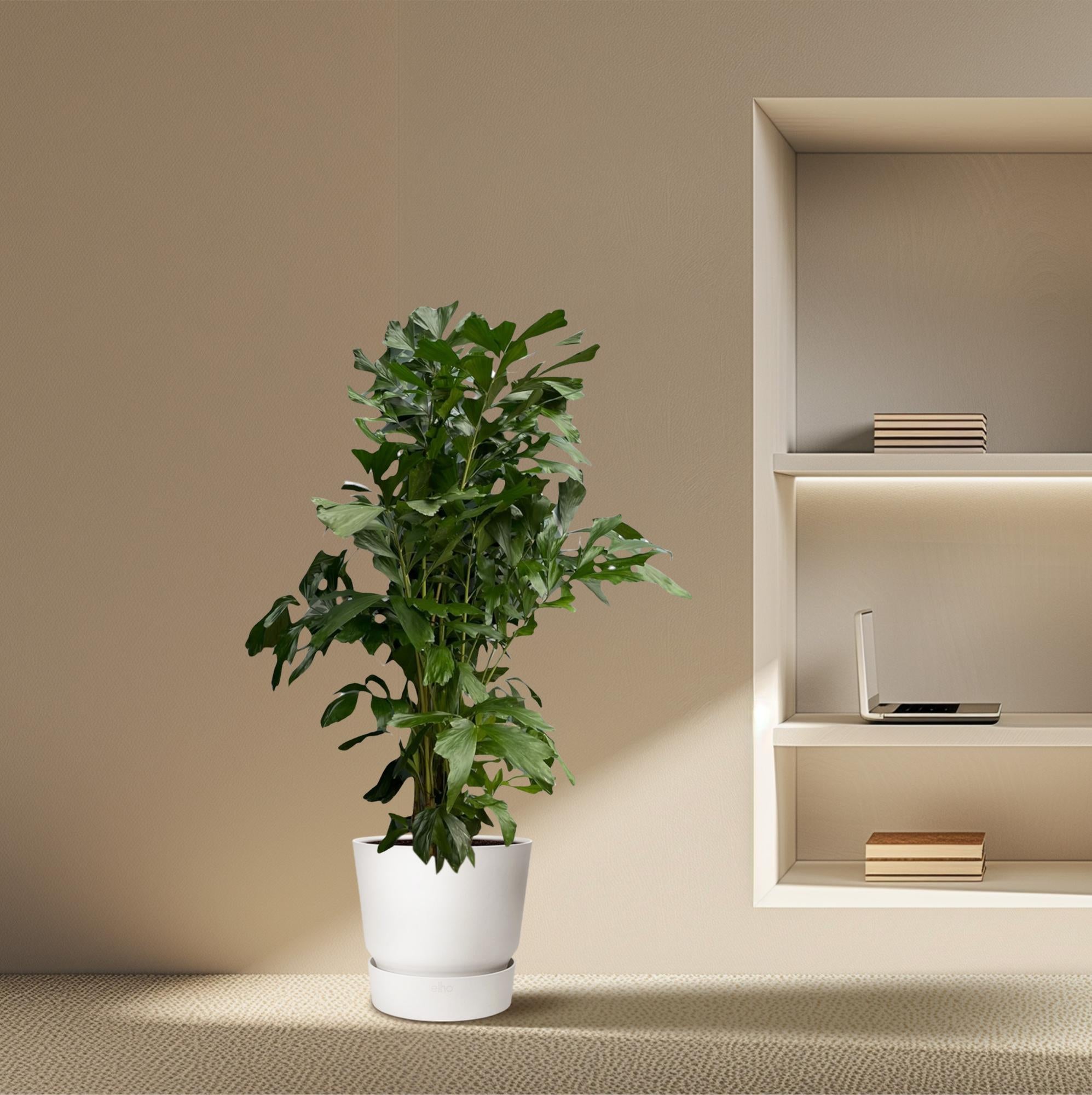 Caryota Mitis 170cm - ø27