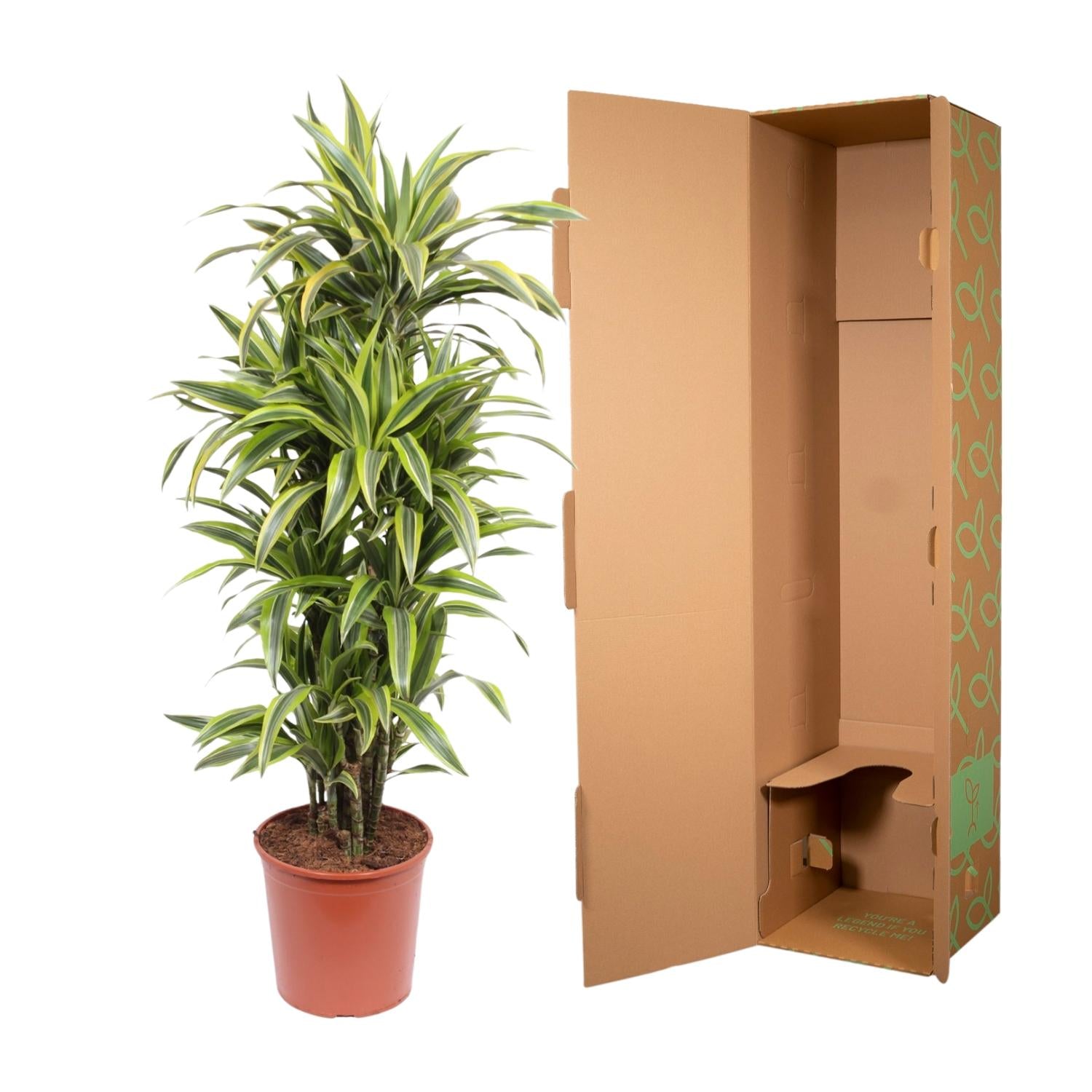 Dracaena Lemon Lime (drakenbloedboom) 150 cm hoog, pot ø30 cm