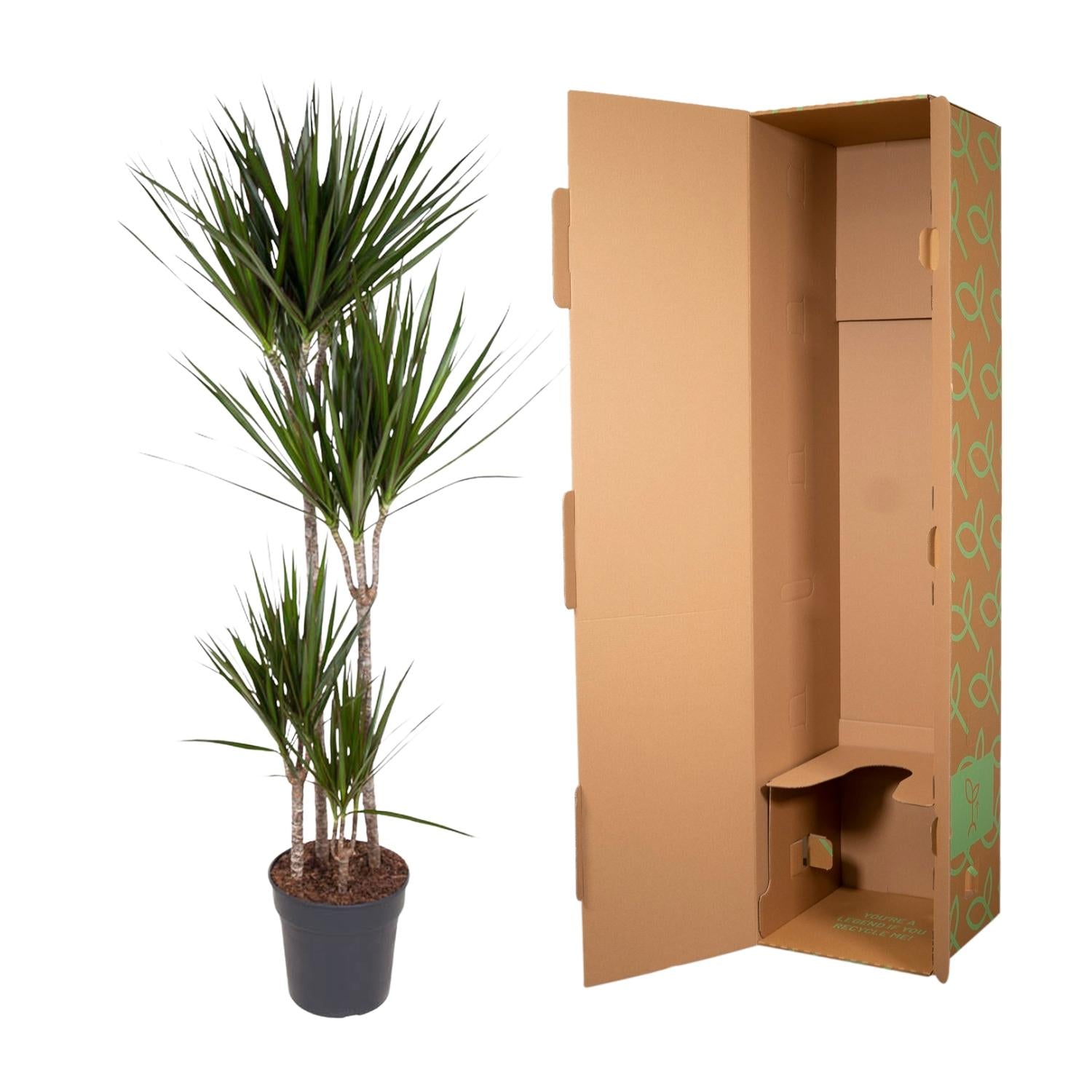 Drachenbaum (Dracaena marginata) 180 cm hoch, Topf ø27 cm