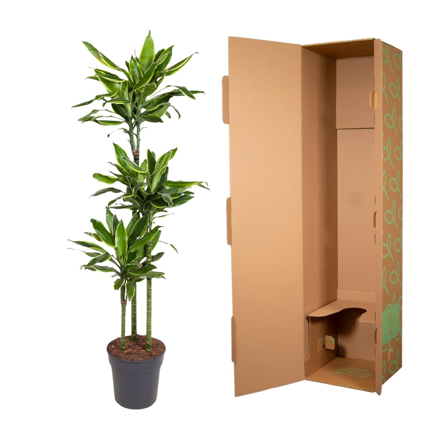 Dracaena Golden Coast 150cm - ø24