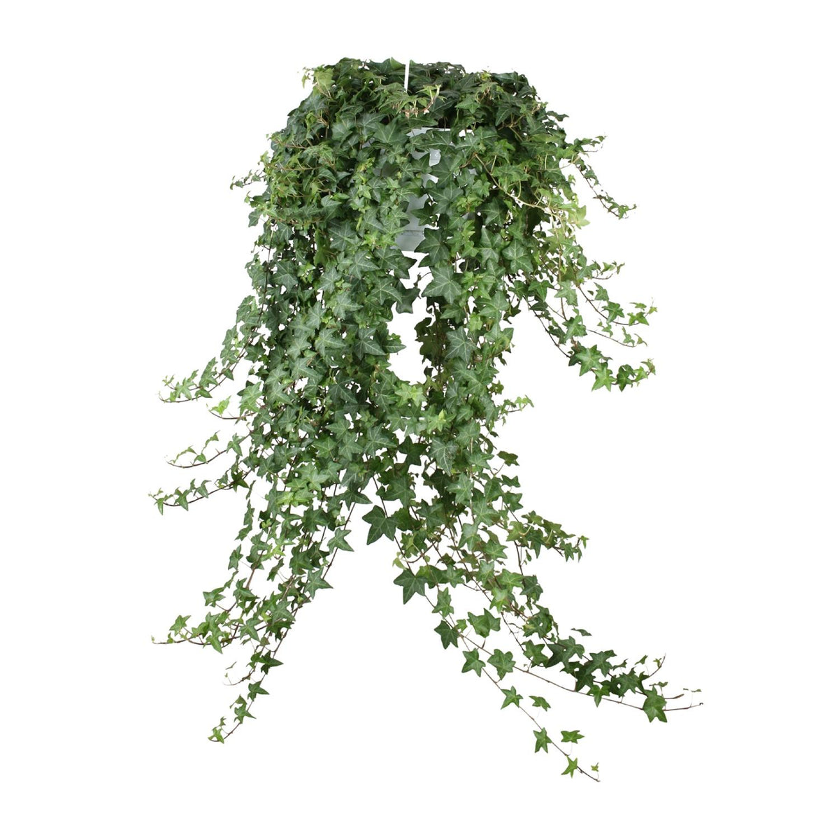 Vedbend hængeplante, potte ø24 cm