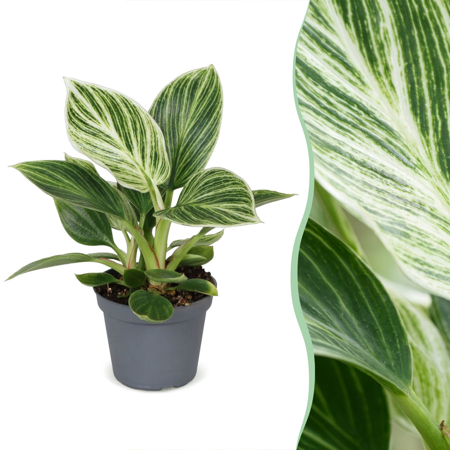 Philodendron 'White Measure' 10 cm de haut, pot ø6 cm