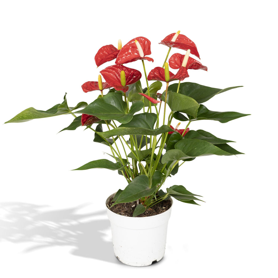 Czerwone anturium (Anthurium) 55 cm wysokości, doniczka ø17 cm