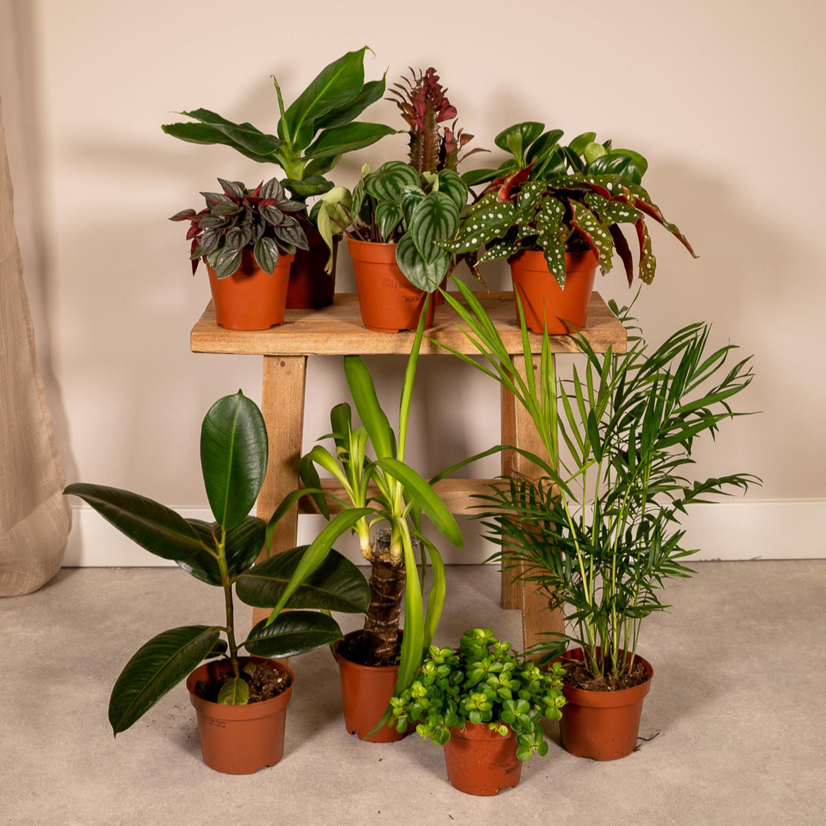 Außenseiterbox Zimmerpflanzen