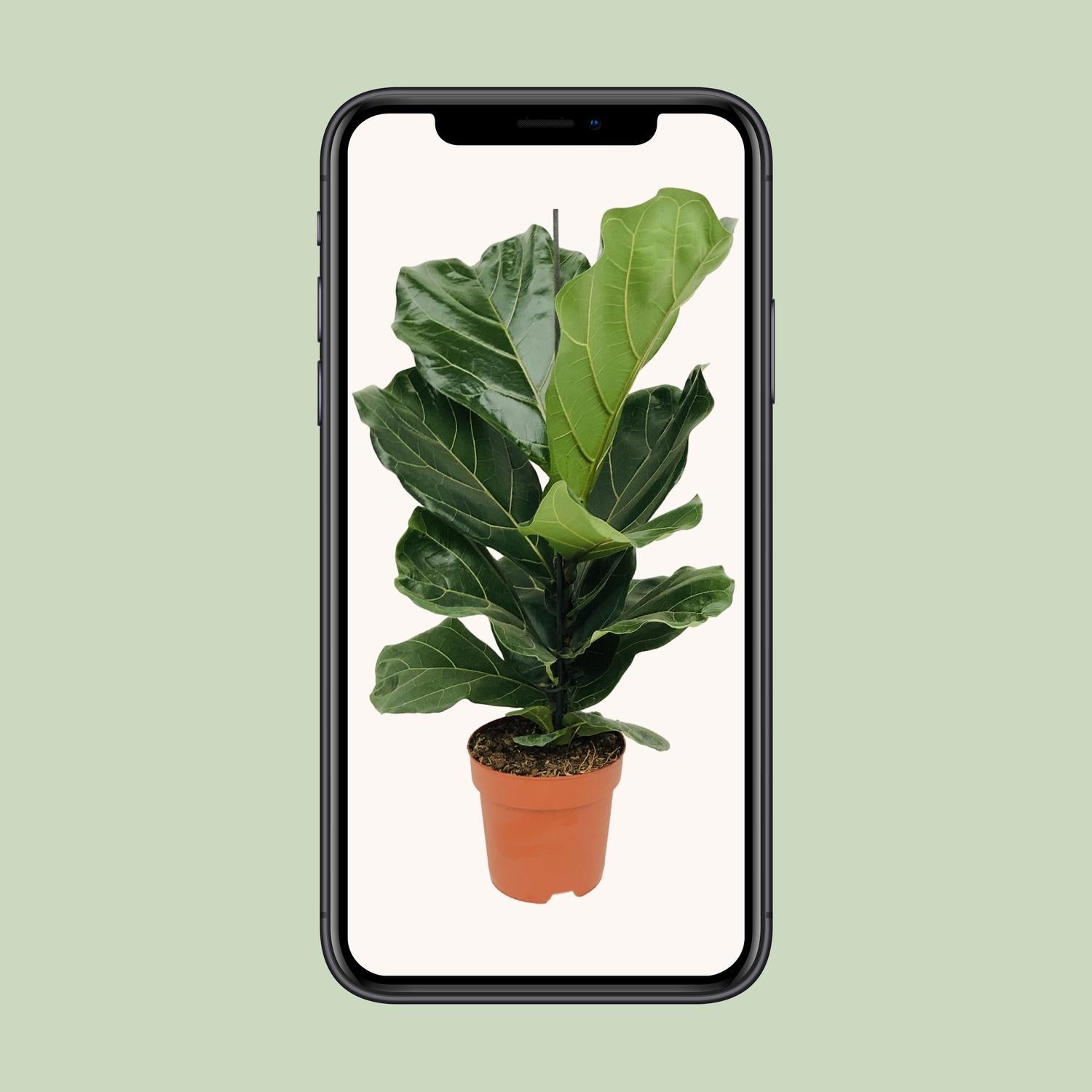 Ficus lyrata (vioolblad ficus) 75 cm hoog, pot ø17 cm
