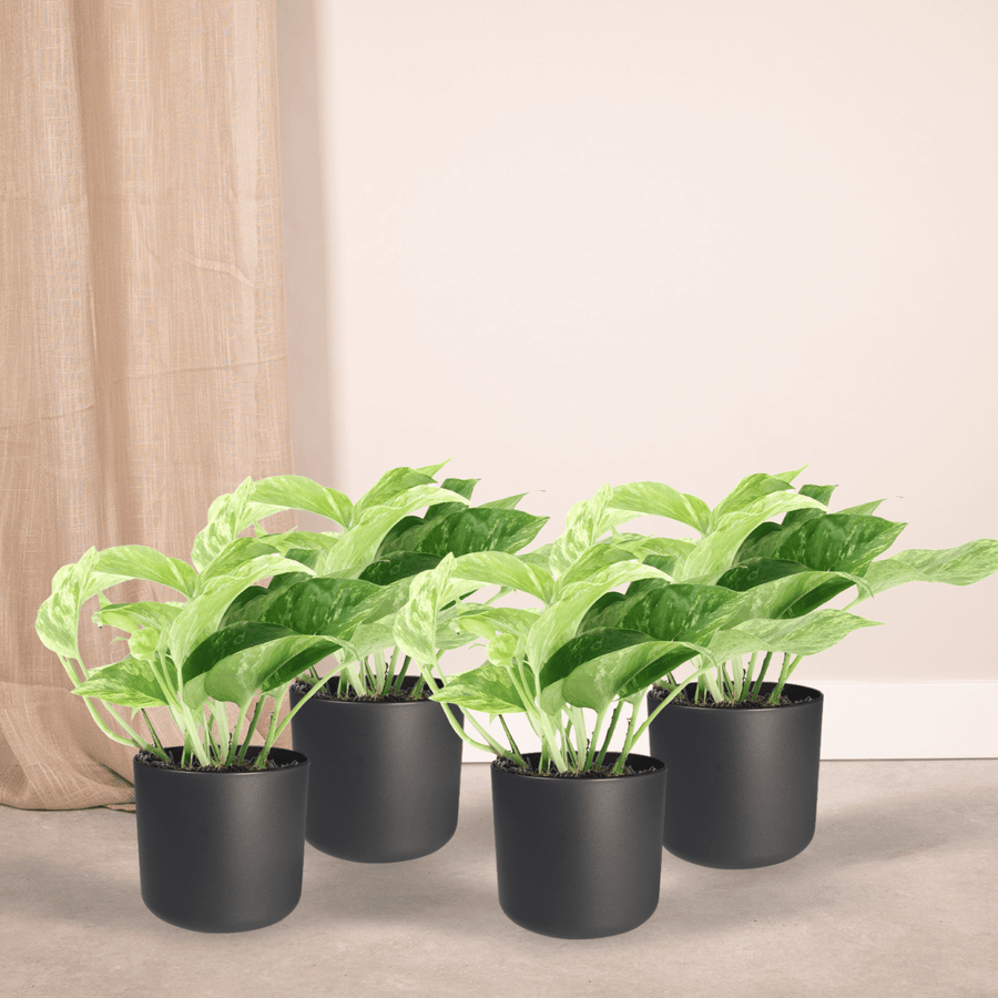 Epipremnum aureum 'Marble Queen' (4 rośliny, doniczka ø12 cm)