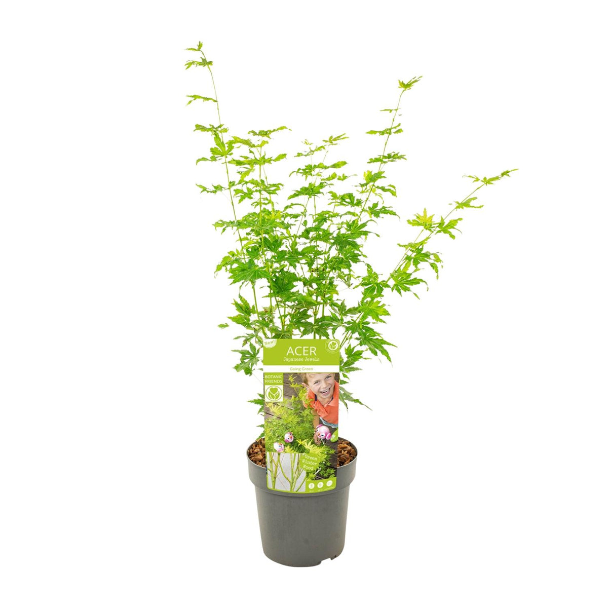 Érable japonais 'Going Green' 50 cm de haut, pot ø19 cm