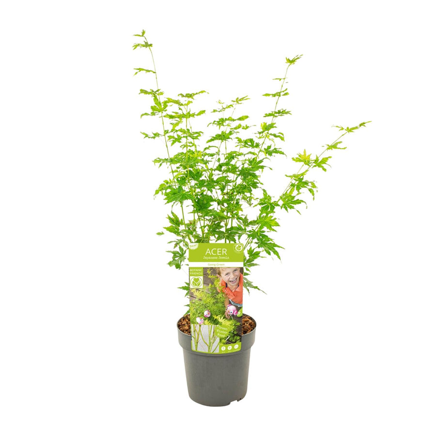 Érable japonais 'Going Green' (Acer palmatum) 50 cm de haut, pot ø19 cm