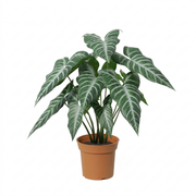 Kunstplant Alocasia Polly