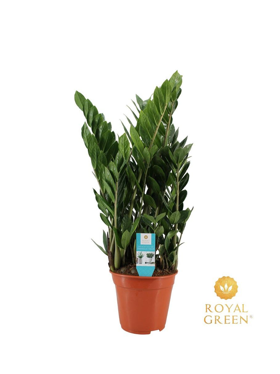Zamioculca (Zamioculcas zamiifolia) 75 cm de altura, maceta ø21 cm