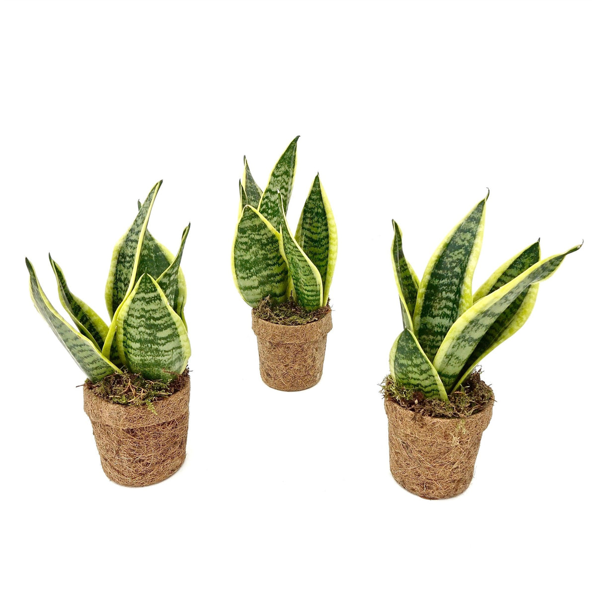 Vaso in cocco lingua di suocera 'Yellow' , ø13 cm, set di 2