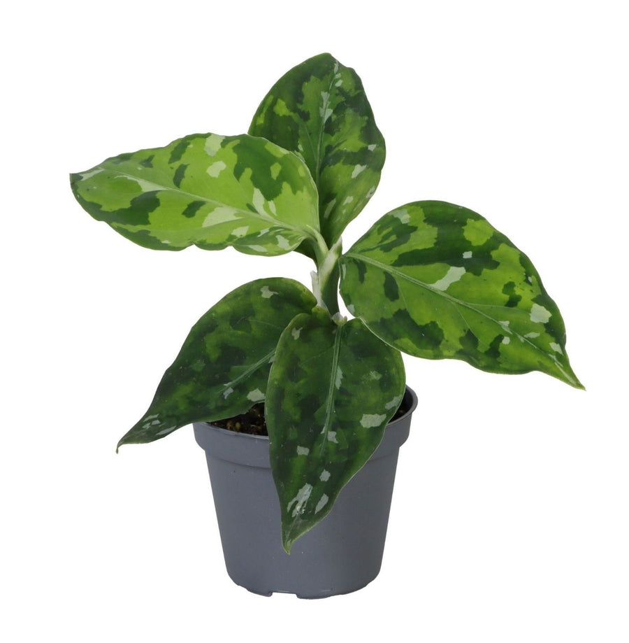Aglaonema pictum 'Tricolor' 10 cm wysokości, doniczka ø6 cm