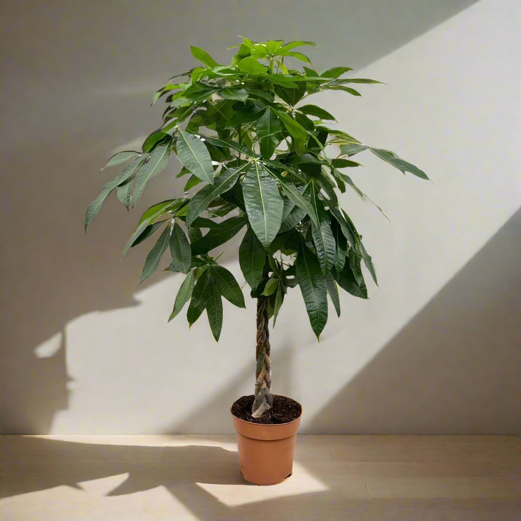 Pachira Aquatica - 170 cm houseplant with glossy hand-shaped leaves in a pot.