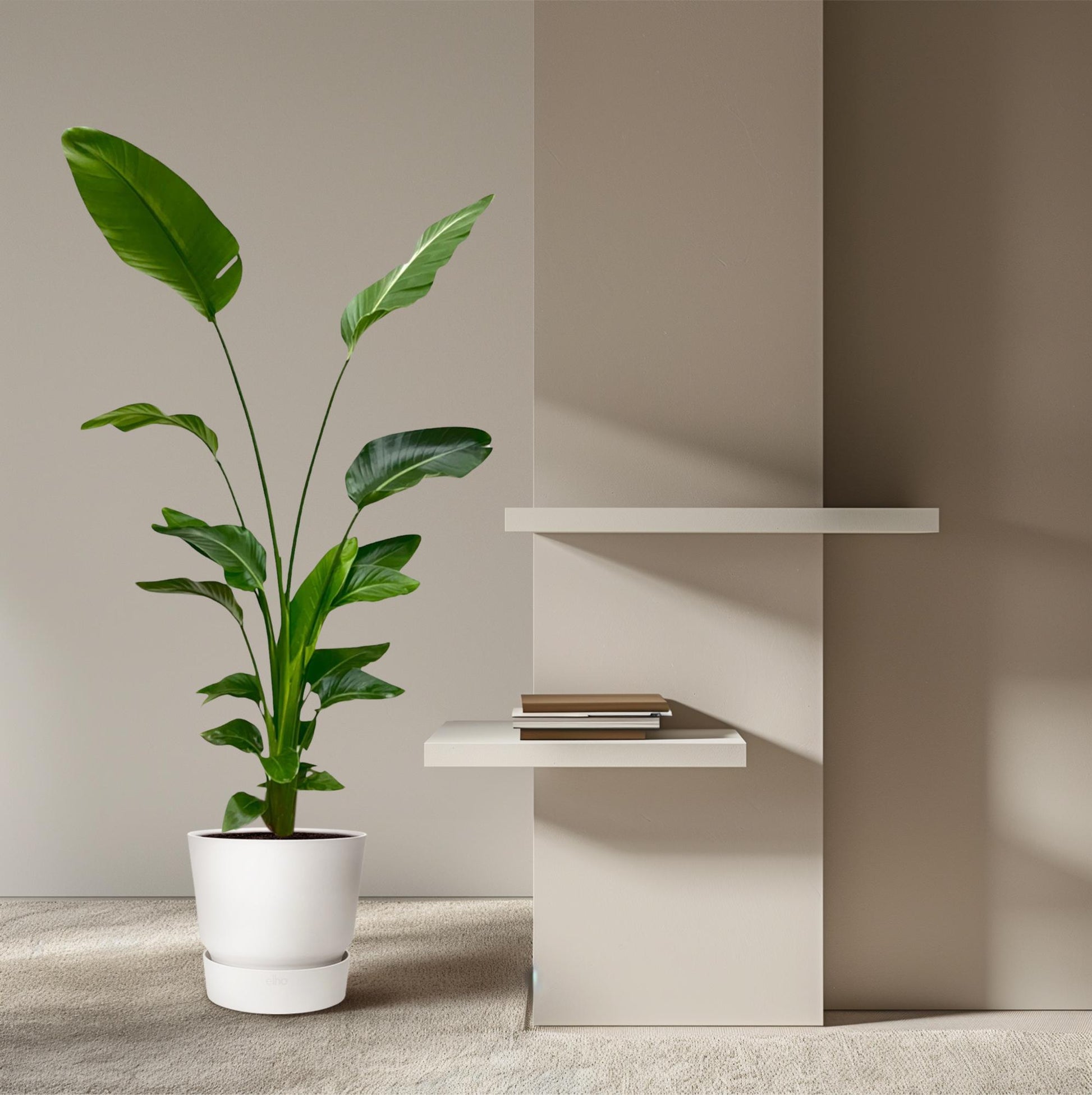 Strelitzia Nicolai - 170 cm - ⌀24 - XXLplant