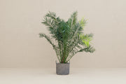 Phoenix Canariensis - 300cm - ø50 - XXLplant