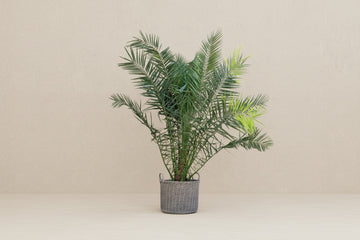 Phoenix palm
