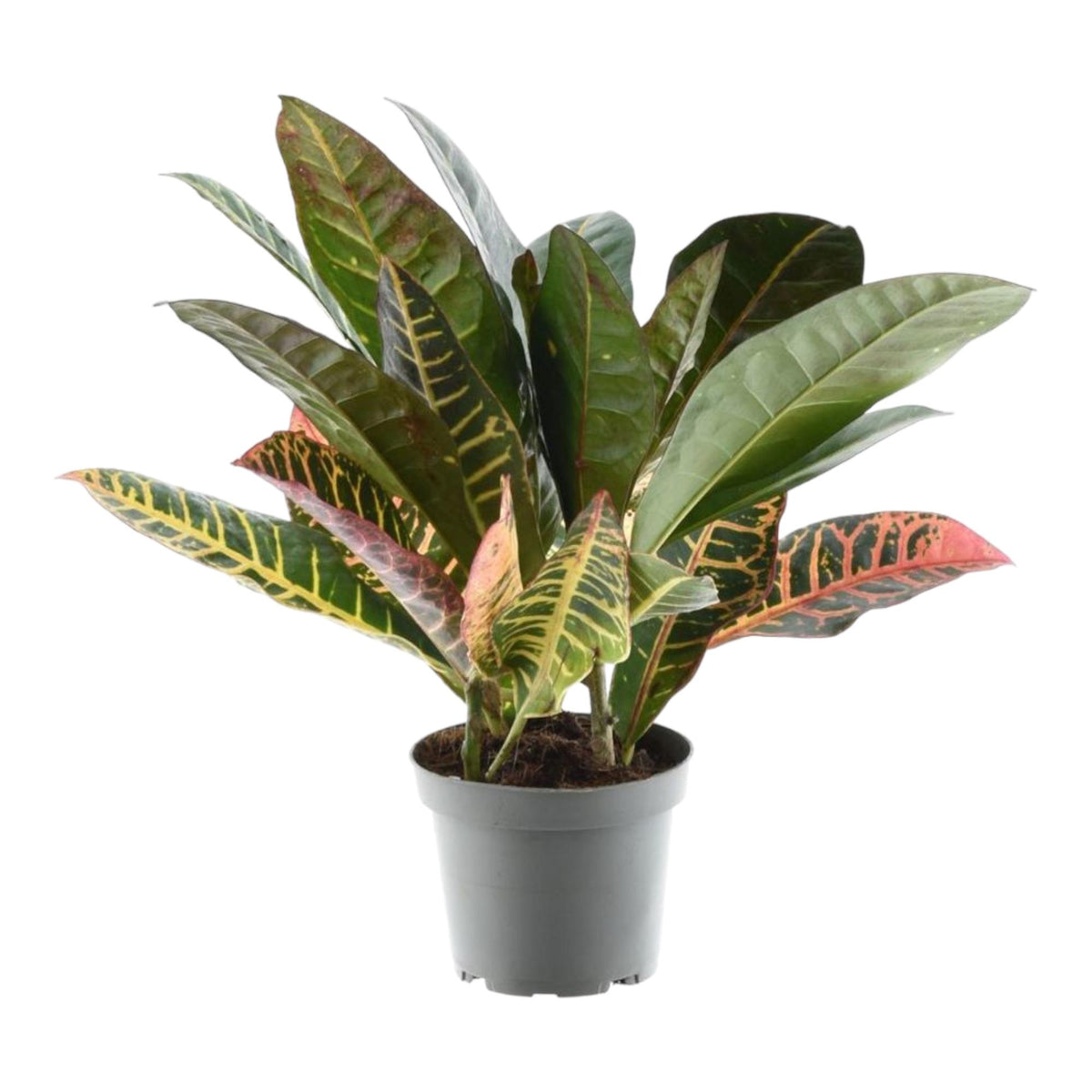 Croton (Codiaeum variegatum 'Petra')